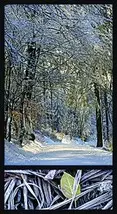 All about forest 1