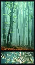 All about forest 11