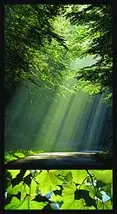 All about forest 3