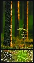 All about forest 4