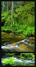 All about forest 5