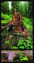 All about forest 7