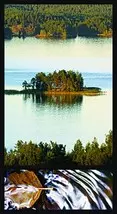 All about forest 8