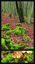 All about forest 9