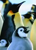 Antarctica 1