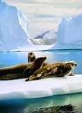 Antarctica 11