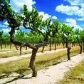 Wine 6