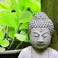 Zen 12